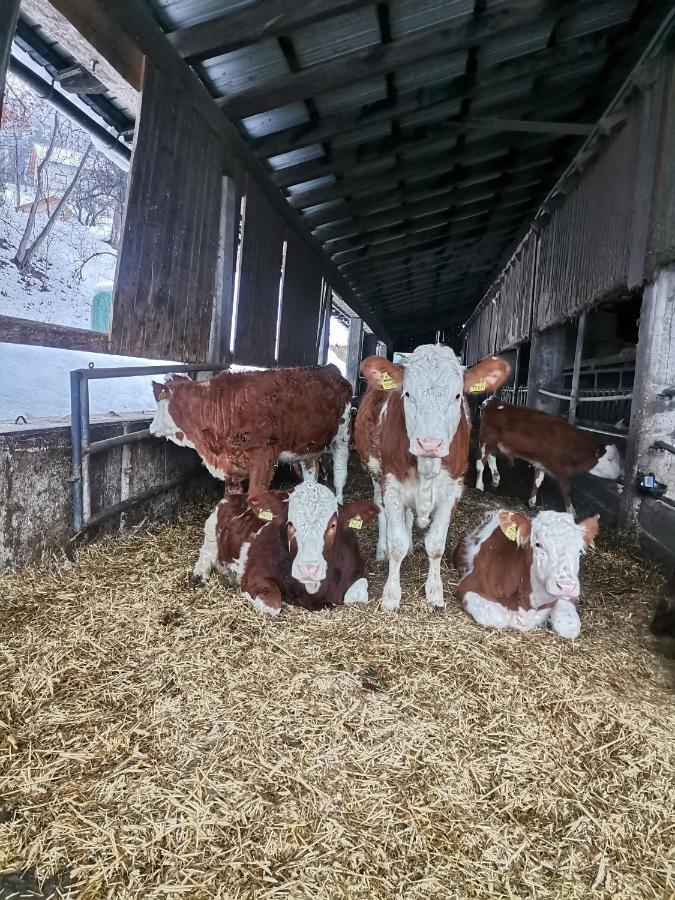 Tourist Farm Mulej Villa Bled Eksteriør billede