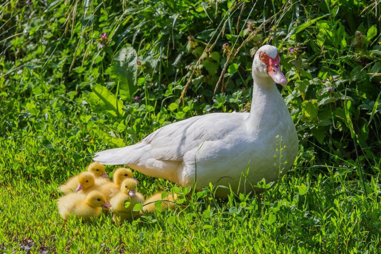 Tourist Farm Mulej Villa Bled Eksteriør billede